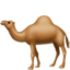 dromedary_camel